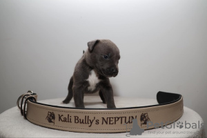 Additional photos: American Bully XL