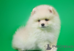 Photo №3. Spitz mini, Pomeranian. Russian Federation