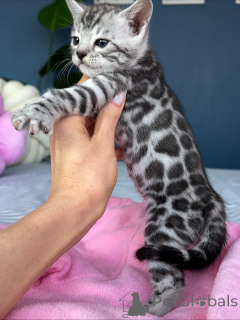 Photo №3. Wunderschönes Savannah-Kätzchen. Germany