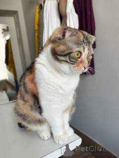 Photo №4. I will sell scottish fold in the city of Moskova. private announcement - price - Is free