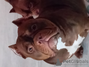 Photo №2 to announcement № 84714 for the sale of american bully - buy in Latvia private announcement