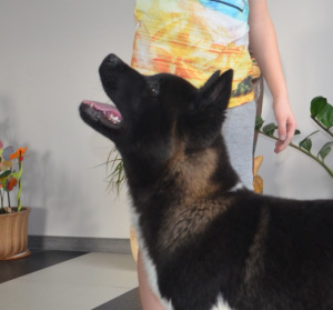 Photo №1. american akita - for sale in the city of Minsk | 1000$ | Announcement № 4804