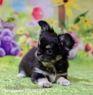 Photo №2 to announcement № 6056 for the sale of chihuahua - buy in Ukraine from nursery