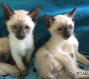 Photo №1. siamese cat - for sale in the city of Tát | Is free | Announcement № 99036