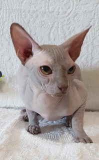 Photo №1. sphynx-katze - for sale in the city of Odessa | 350$ | Announcement № 2999
