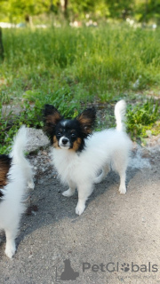 Photo №2 to announcement № 103231 for the sale of papillon dog - buy in Canada from nursery