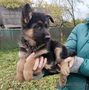 Photo №4. I will sell german shepherd in the city of Minsk. private announcement - price - 151$
