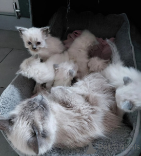 Photo №1. birman - for sale in the city of Mayen | 361$ | Announcement № 174770
