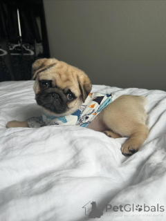 Photo №3. Beautiful Pug Puppies Looking for Their Forever Homes. Austria