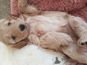 Photo №1. алан - for sale in the city of Albi | negotiated | Announcement № 176231