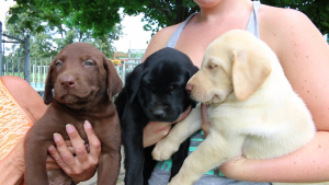 Photo №4. I will sell labrador retriever in the city of Warsaw. private announcement - price - Is free