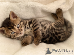 Additional photos: Urgently selling cute bengal kittens