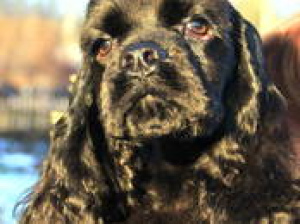 Photo №2 to announcement № 798 for the sale of american cocker spaniel - buy in Belarus private announcement, breeder