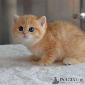 Photo №1. scottish fold - for sale in the city of Helsinki | 250$ | Announcement № 111225