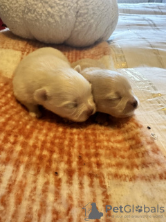 Photo №1. pomeranian - for sale in the city of Texas City | 2642$ | Announcement № 126702