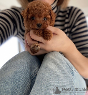 Photo №2 to announcement № 11187 for the sale of poodle (toy) - buy in Swaziland private announcement