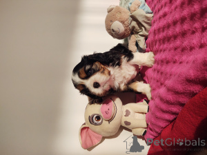 Photo №4. I will sell cavalier king charles spaniel in the city of Myślibórz. private announcement - price - 1882$
