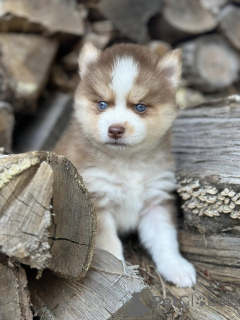 Photo №3. Pomsky Puppies. Ireland