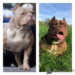 Photo №2 to announcement № 24622 for the sale of american bully - buy in Belarus private announcement