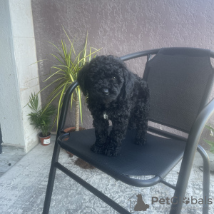 Photo №3. Two months old poodle. Georgia