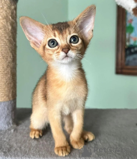Photo №1. abyssinian cat - for sale in the city of Lübeck | 361$ | Announcement № 177558