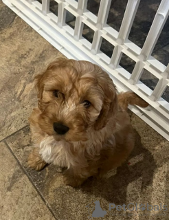 Photo №3. Small Breed Chunky F2 Cockapoo Puppies. Puerto Rico