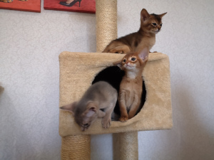 Photo №1. abyssinian cat - for sale in the city of Minsk | 400$ | Announcement № 6475