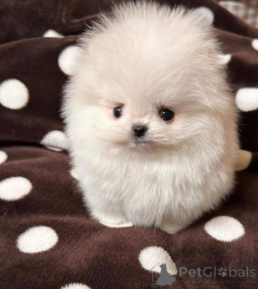 Photo №2 to announcement № 164061 for the sale of  - buy in Poland 