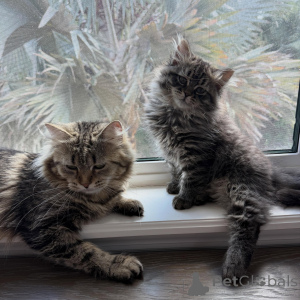 Photo №2 to announcement № 169401 for the sale of siberian cat - buy in Czech Republic breeder
