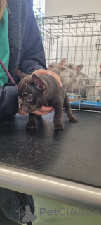 Photo №4. I will sell french bulldog in the city of Berlin. private announcement, breeder - price - 296$