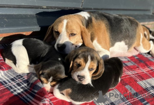 Photo №2 to announcement № 137902 for the sale of beagle - buy in Germany 