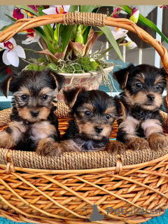 Photo №1. yorkshire terrier - for sale in the city of Paris | 723$ | Announcement № 160984