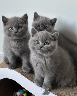 Photo №1. british shorthair - for sale in the city of Helsinki | negotiated | Announcement № 168325