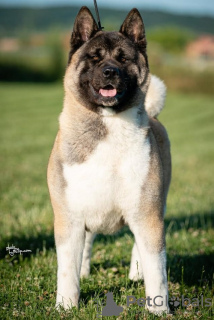 Photo №2 to announcement № 120715 for the sale of american akita - buy in Serbia breeder