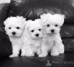 Photo №1. maltese dog - for sale in the city of Гамбург | negotiated | Announcement № 41667