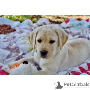 Photo №3.  Ready Now! 12-Week-Old Black & Yellow Labrador Puppies (Male & Female). United Kingdom