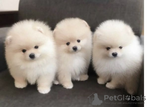 Photo №1. pomeranian - for sale in the city of White church | 450$ | Announcement № 14335