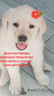 Photo №1. labrador retriever - for sale in the city of Stary Oskol | negotiated | Announcement № 20727