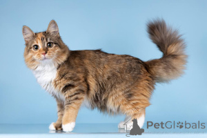 Photo №1.  - for sale in the city of Khimki | Is free | Announcement № 157015