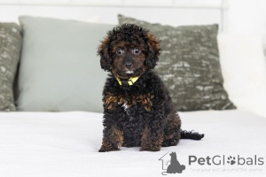 Photo №1. labradoodle - for sale in the city of Andelst | negotiated | Announcement № 155602