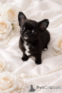 Photo №2 to announcement № 165970 for the sale of chihuahua - buy in Ukraine from nursery, breeder