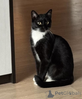 Photo №2 to announcement № 157486 for the sale of  - buy in Belarus private announcement