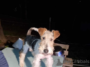 Photo №1. wire fox terrier - for sale in the city of Vienna | 317$ | Announcement № 75994