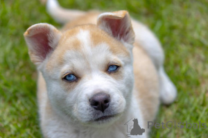 Photo №4. I will sell non-pedigree dogs in the city of Glasgow. breeder - price - 659$