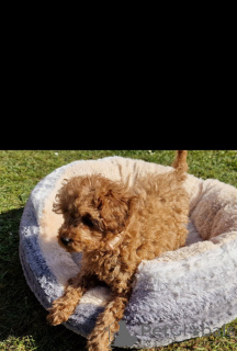 Photo №2 to announcement № 139606 for the sale of non-pedigree dogs - buy in Switzerland breeder