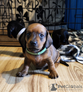 Photo №3. Dachshund puppies. Estonia