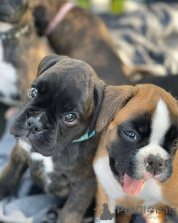 Photo №3. Cute Boxer Puppies. Australia