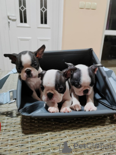 Additional photos: Boston Terrier puppies for sale