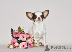 Photo №3. Lovely miniature princess. Chihuahua girl.. Russian Federation