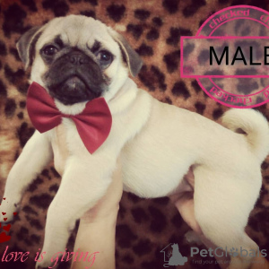 Photo №2 to announcement № 13253 for the sale of pug - buy in Ukraine from nursery